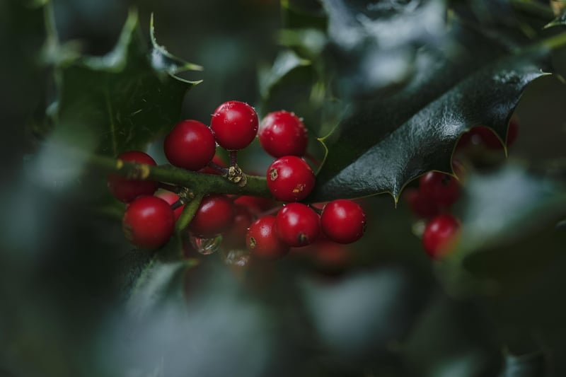 Exotic Berries